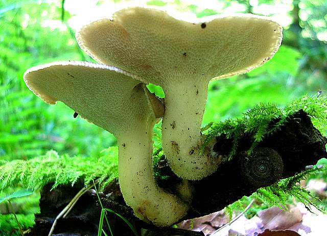 La Flora fungina negli aspetti microclimatici subtropicali